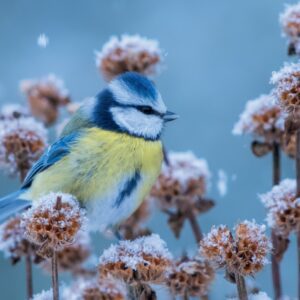 Bluetit - Pk of 10 Savannah Charity Christmas Cards