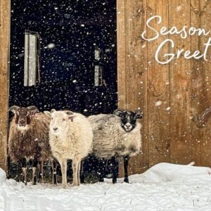 Snowy Sheep - Pk of 10 Savannah Charity Christmas Cards