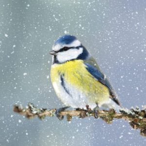 Blue Tit on Branch - OTHT Charity Christmas Cards