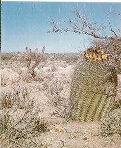 Reprobation Asserted